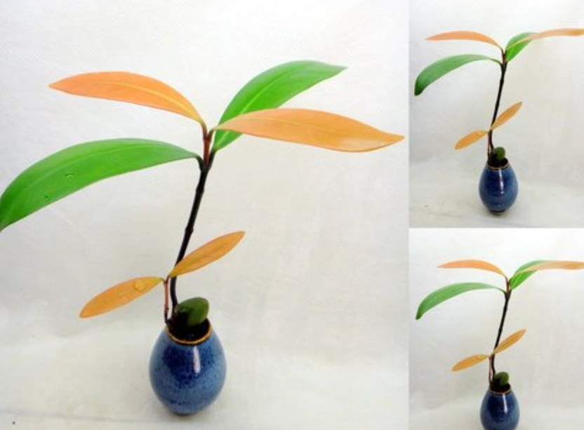 水耕種植技術 水耕種植技術