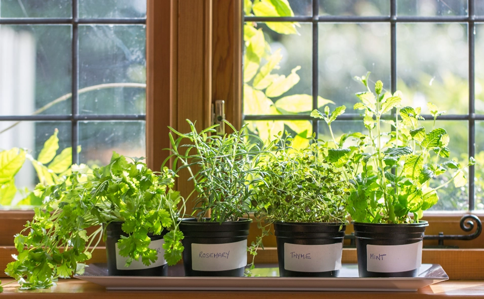 窗邊植物推薦 窗邊植物推薦