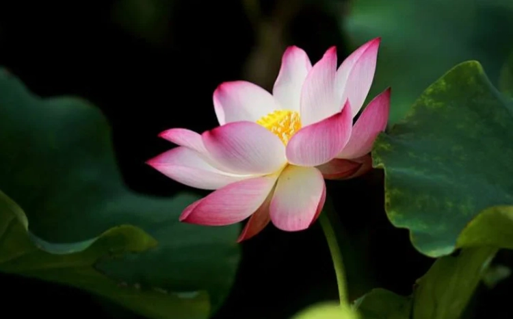 蓮花越南文化 蓮花越南文化