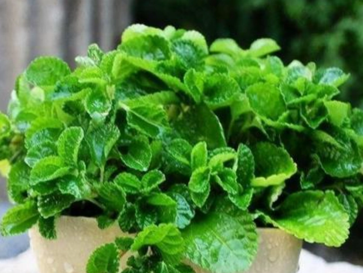 薄荷種植問題