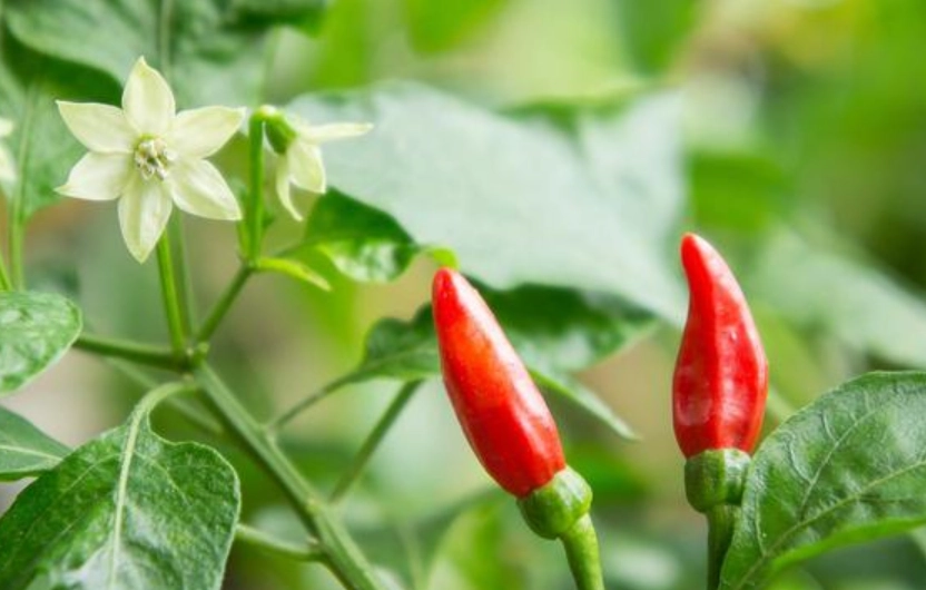 辣椒開花結果技巧