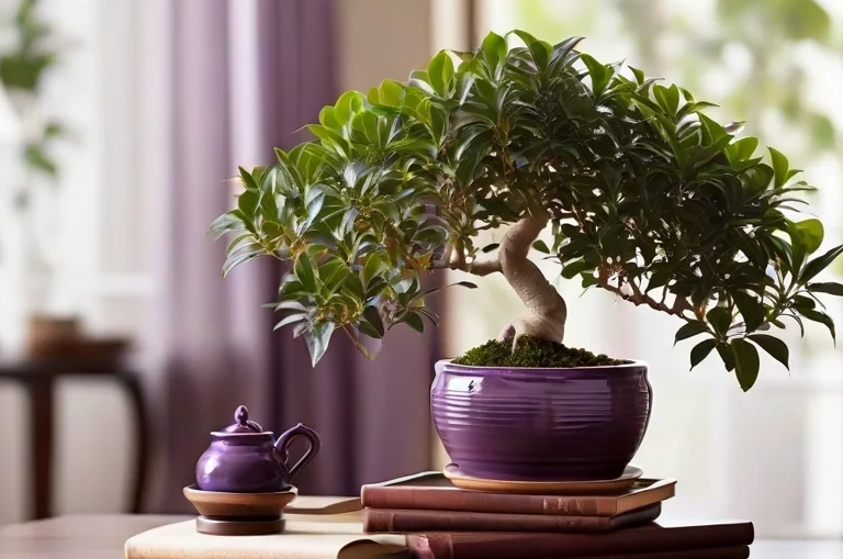 福木盆栽養護 福木盆栽養護