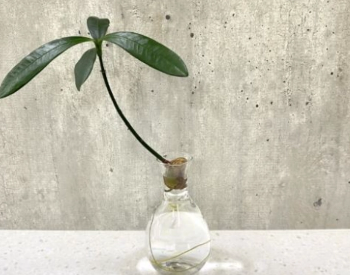 福木栽培方法 福木栽培方法