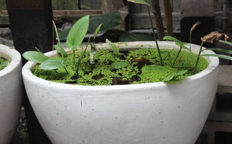 水種植物養護