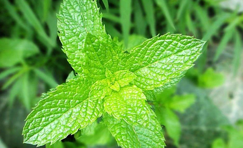 薄荷種植技巧 薄荷種植技巧