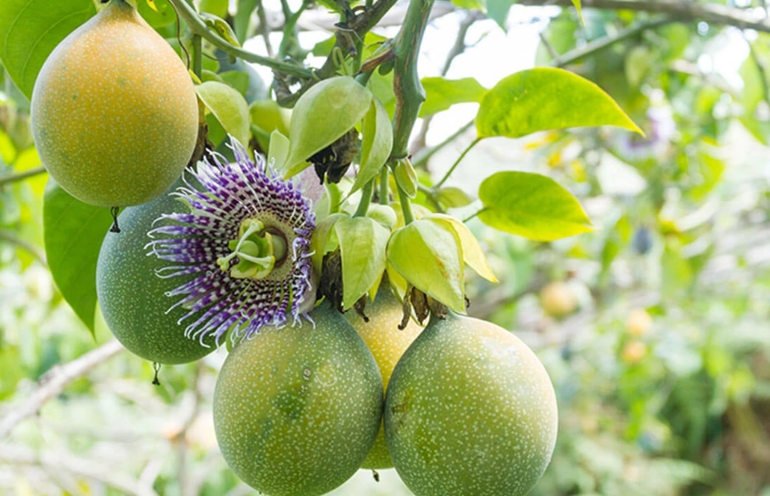 台灣百香果栽培 台灣百香果栽培