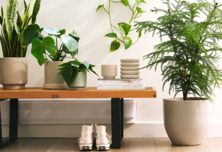 室內植物養護 室內植物養護