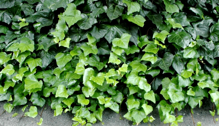 长春藤修剪方法 长春藤修剪方法