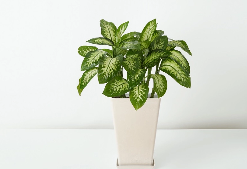 萬年青種植方法