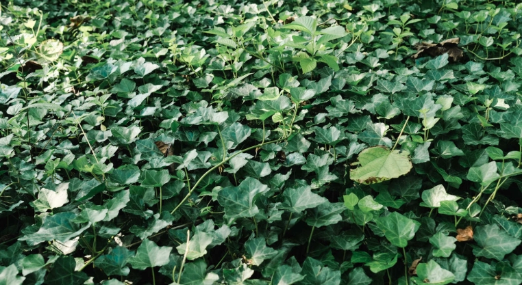 长春藤修剪方法 长春藤修剪方法