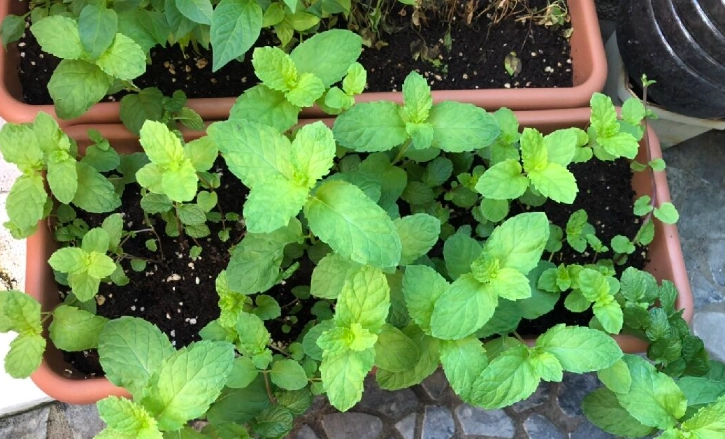 薄荷換盆方法