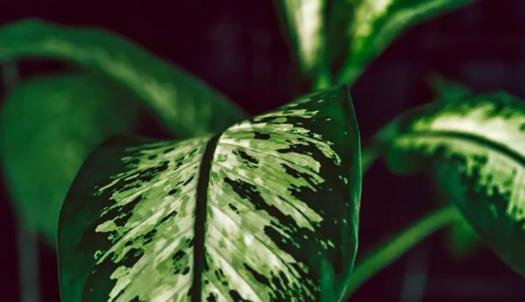 萬年青常見問題