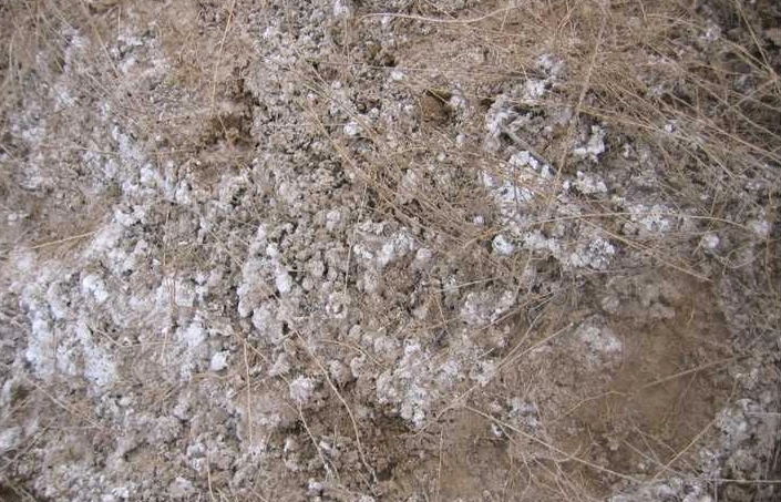 土壤白色顆粒原因