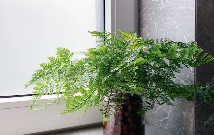 浴室植物養護