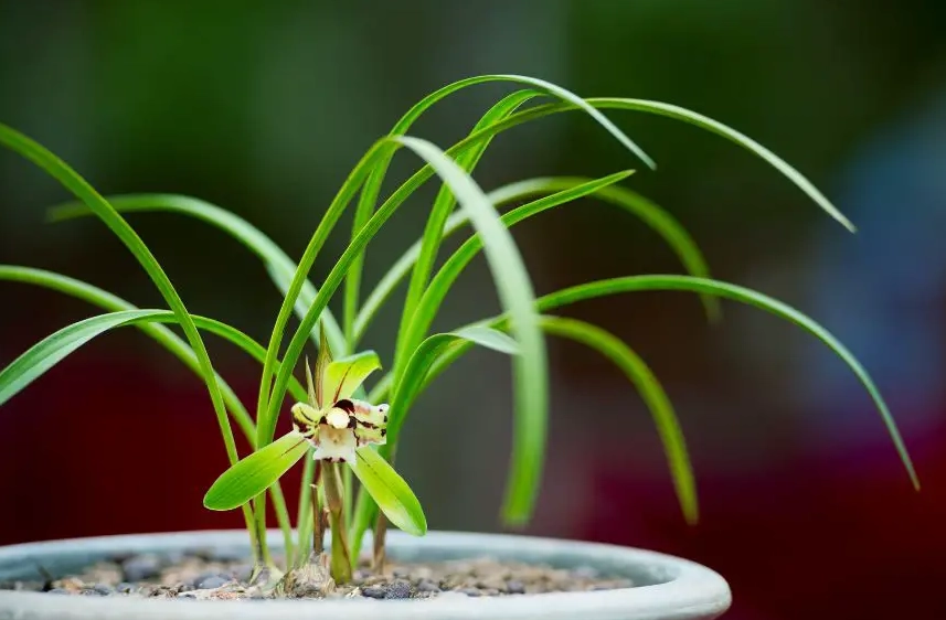 蘭花養護技巧