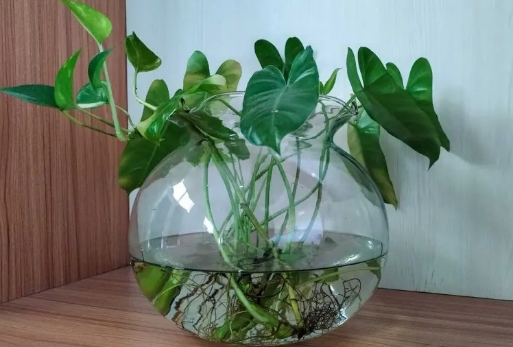 水耕植物养护