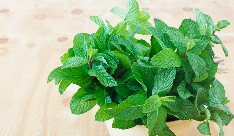 薄荷養護常見問題 薄荷養護常見問題