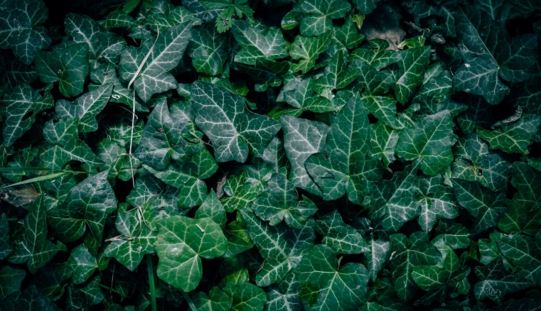 常春藤葉子變黃 常春藤葉子變黃