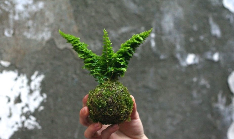 水苔球養護 水苔球養護