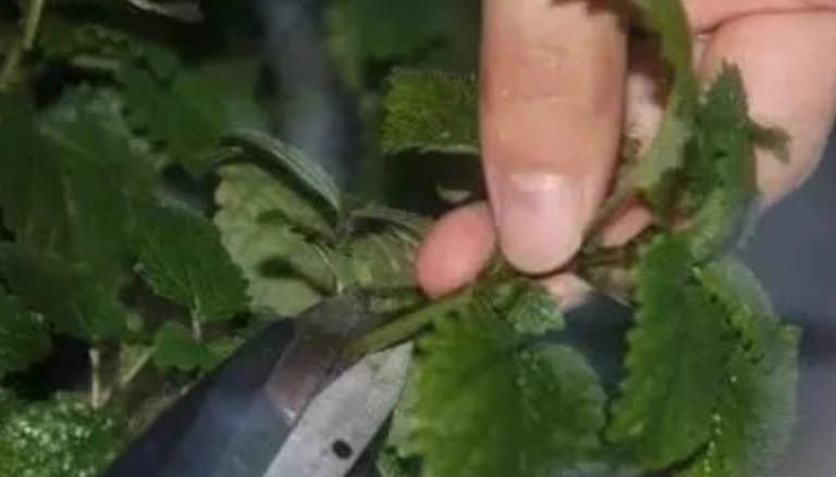 薄荷修剪 薄荷修剪