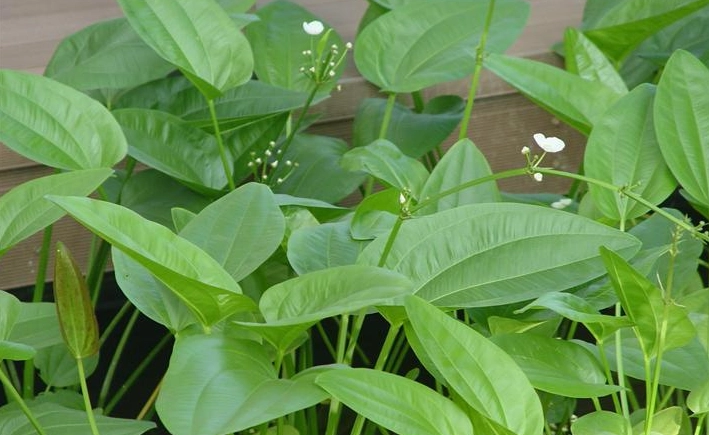 闊葉雜草種類 闊葉雜草種類