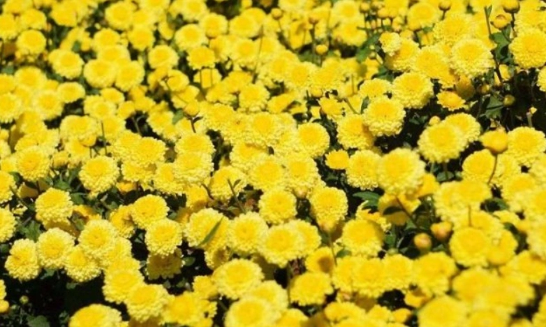 杭黃菊使用方法 杭黃菊使用方法