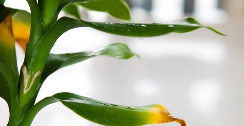 植物葉子變黃原因 植物葉子變黃原因