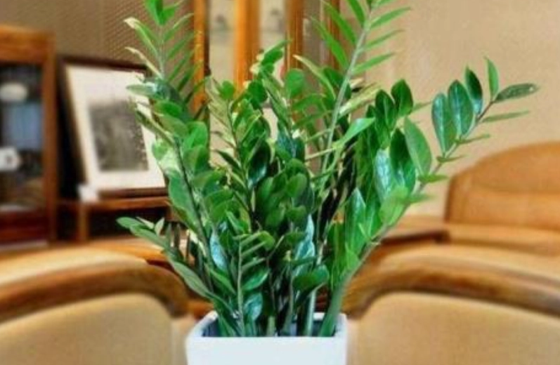 金錢樹照顧方法