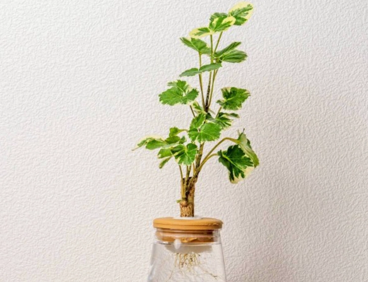 福木栽培方法 福木栽培方法