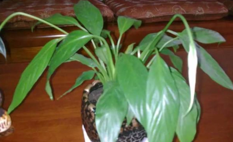 盆栽叶子下垂处理