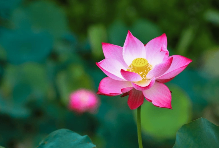 蓮花越南文化 蓮花越南文化