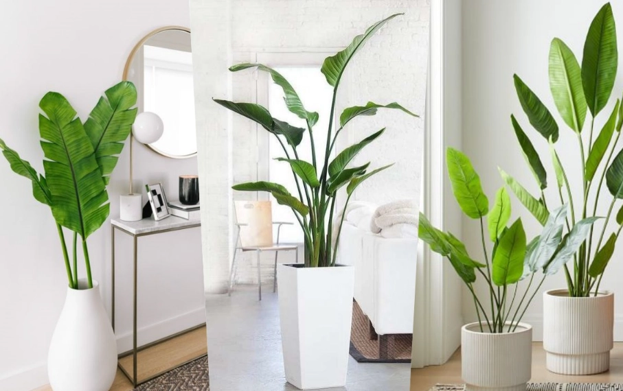 居家植物擺放 居家植物擺放