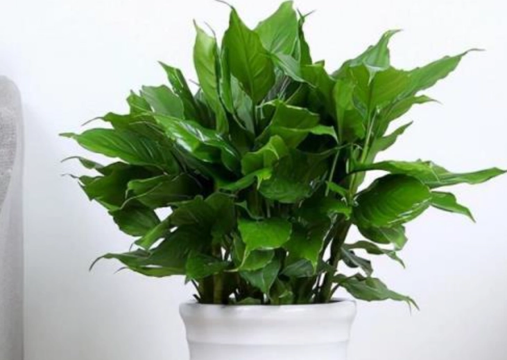 萬年青照顧技巧