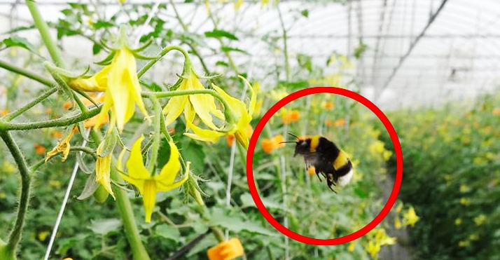 番茄授粉最佳時間