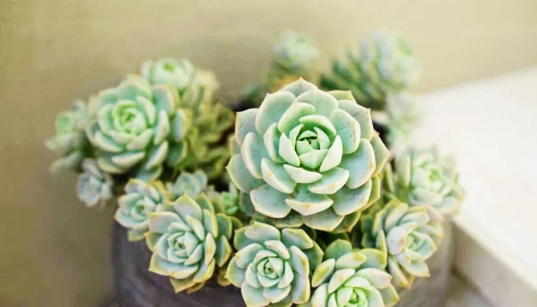 室內小盆栽 室內小盆栽