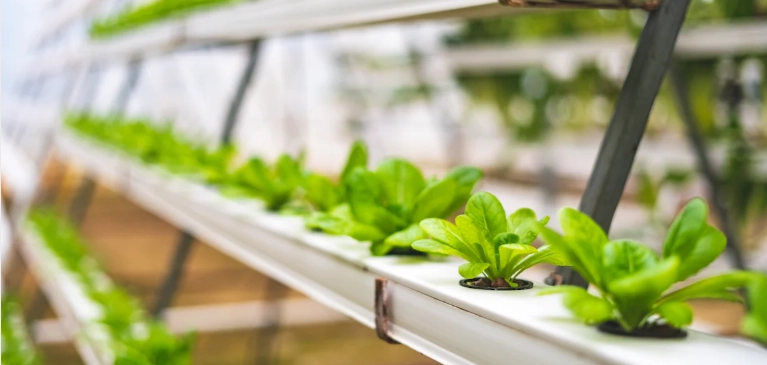 水耕種植注意事項