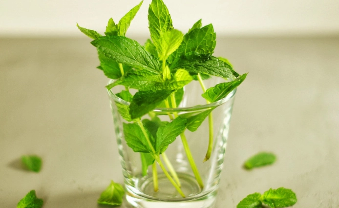 薄荷修剪 薄荷修剪