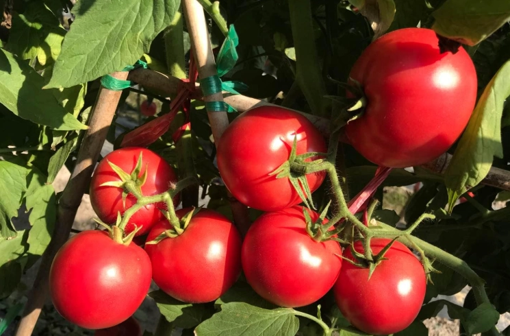 番茄肥料施用時間 番茄肥料施用時間