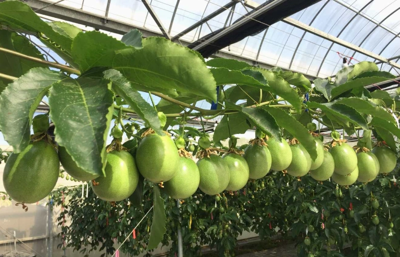 百香果種類 百香果種類