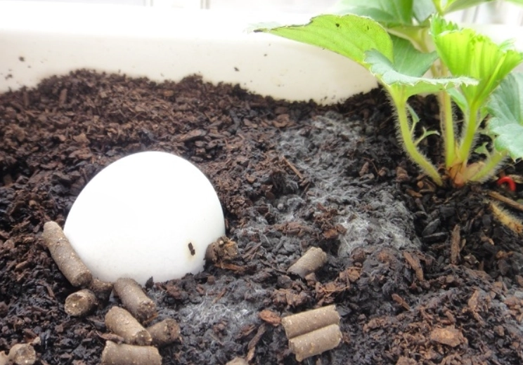 防止土壤霉菌 防止土壤霉菌