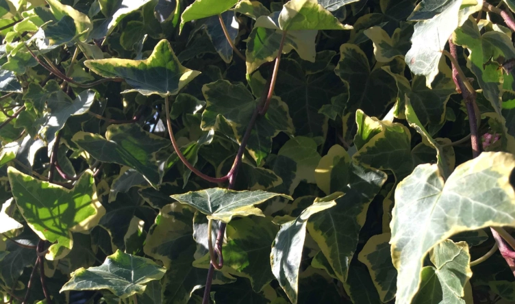 长春藤修剪时机 长春藤修剪时机