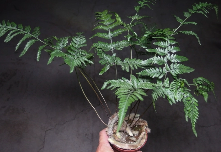 兔腳蕨植物特色 兔腳蕨植物特色