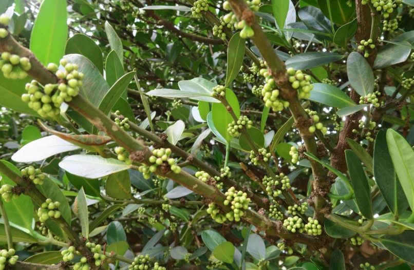 菲島福木生長條件