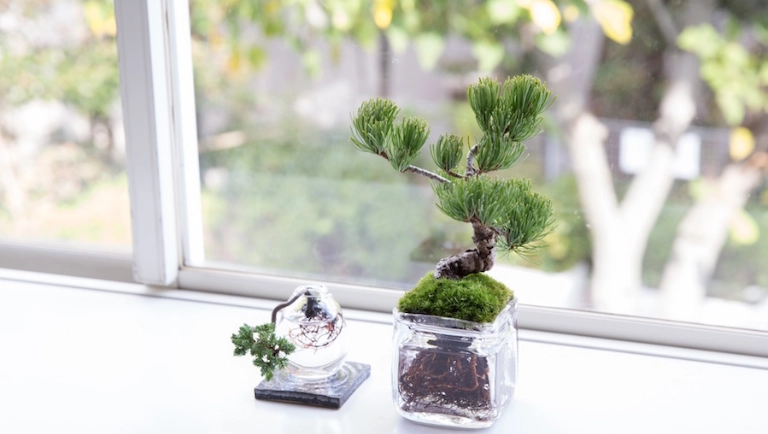 水培樹照顧 水培樹照顧