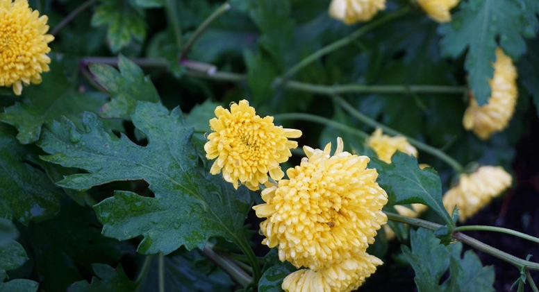 杭黃菊好處 杭黃菊好處