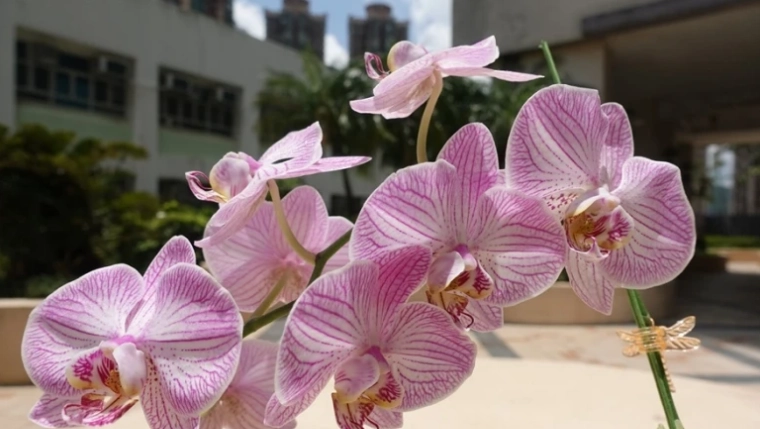 蘭花養護技巧