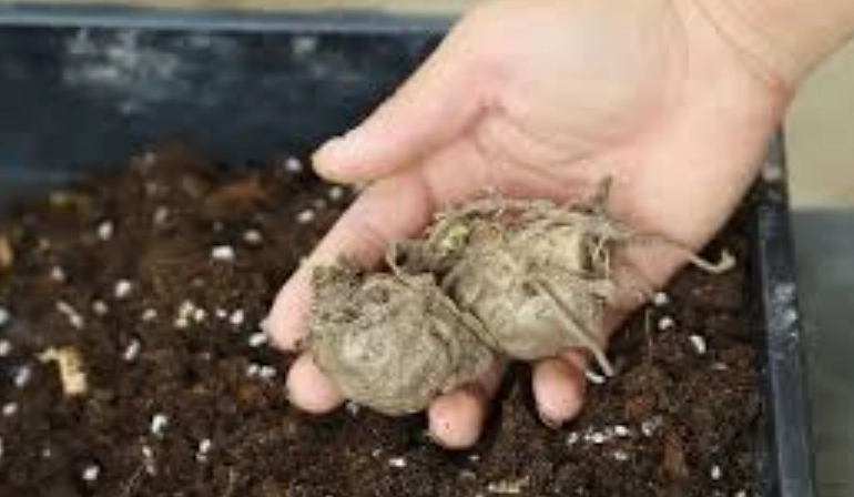 金錢樹塊莖養護