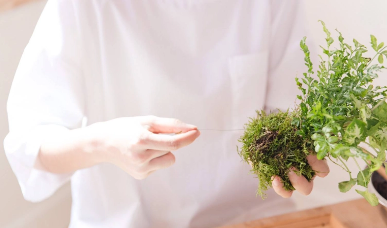 苔球长虫处理 苔球长虫处理