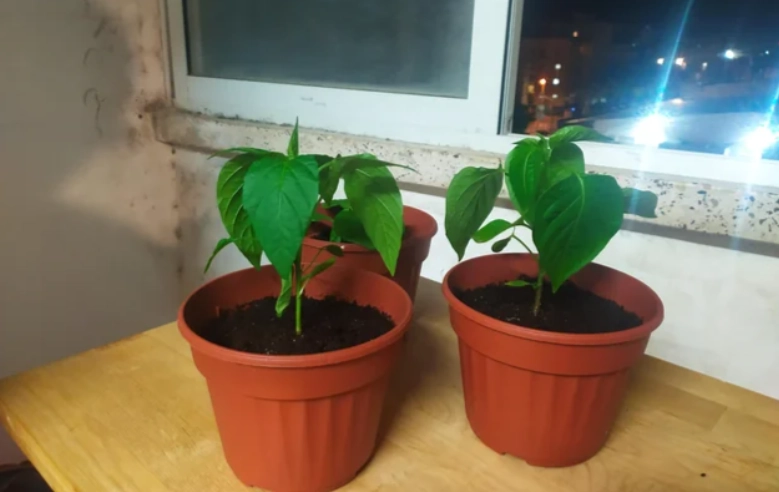 植物曬太陽注意事項