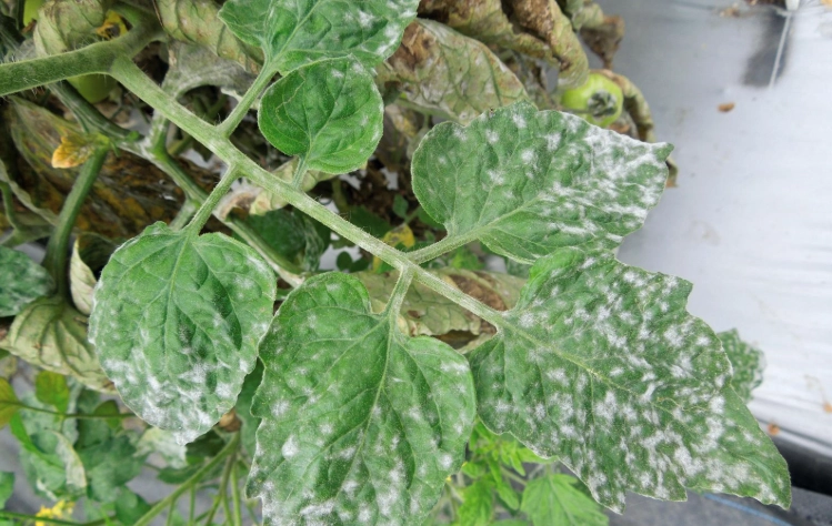 白粉病治療 白粉病治療